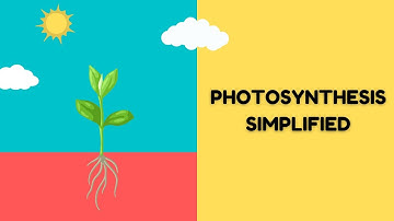 Photosynthesis Simplified: How Plants Make Food & Oxygen