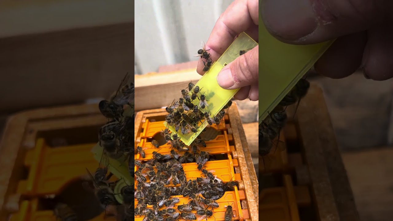 Réintroduction d’une reine en apidea