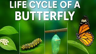 Life Cycle of a Butterfly | Caterpillar to Butterfly Explained for Kids  