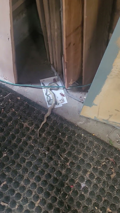 glue traps for mice and snakes! #pestcontrol #prepping #shtfgear