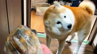 家族との再会が嬉しくてフガフガしていると、焼肉屋のにおいがし緊急捜査を開始する柴犬→お土産もらって大満足