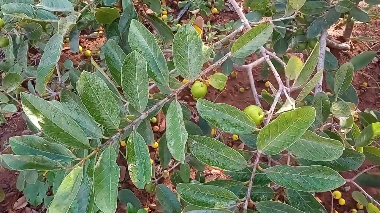 A beleza do milharal com bonecas 