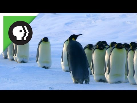 Video: Perbezaan Antara Penguin Raja Dan Penguin Maharaja