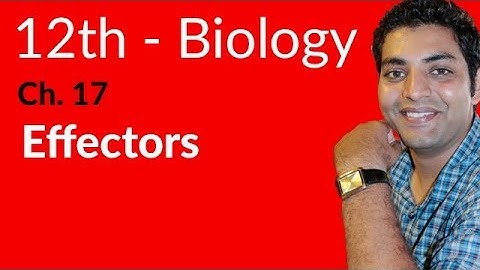12th Class Biology - Explain Effectors - Ch 17 Coordination And Control - FSc Biology Book 2