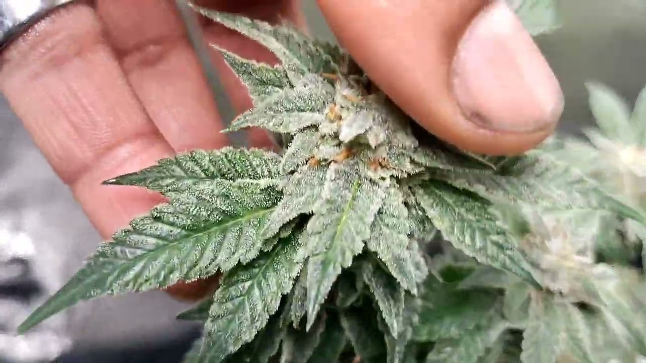 Pheno hunt of my Cross (Purple Trop Cherry Punch F1) regular seed 50/50 week 7 flower