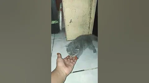 Watch the video about My Kitten Persia abu-abu yang paling imut