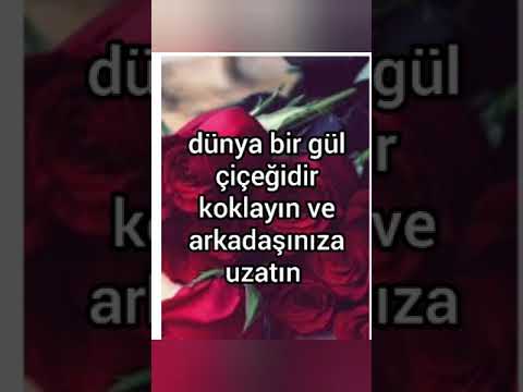 güller ile ilgili güzel sözler