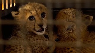 From Africa to the Persian Gulf: Inside the booming illegal market for wild pets