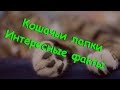 КОШАЧЬИ ЛАПКИ ИНТЕРЕСНЫЕ ФАКТЫ CAT'S FEET INTERESTING FACTS