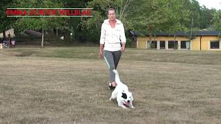 Emma Scinteie Willblad in training with her fantastic Border collie !!! by Viorel Scinteie Modern Dog Training 3,819 views 3 years ago 7 minutes, 9 seconds