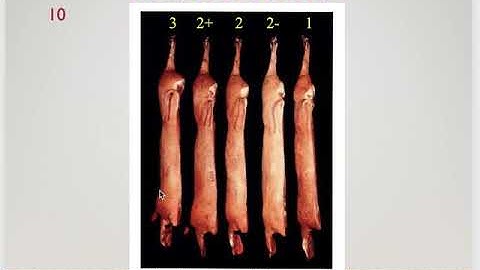 AGRI 1419 Pork Carcass Grading