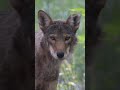 Celebrating World Environment Day at the Endangered Wolf Center