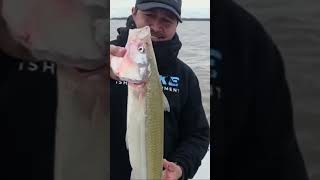 🚨 ¡PEJERREY RÉCORD DE 60 CM! 😱 El gigante de Villa Paranacito 🎣🐟 #fishing #fish #2026 #argentina