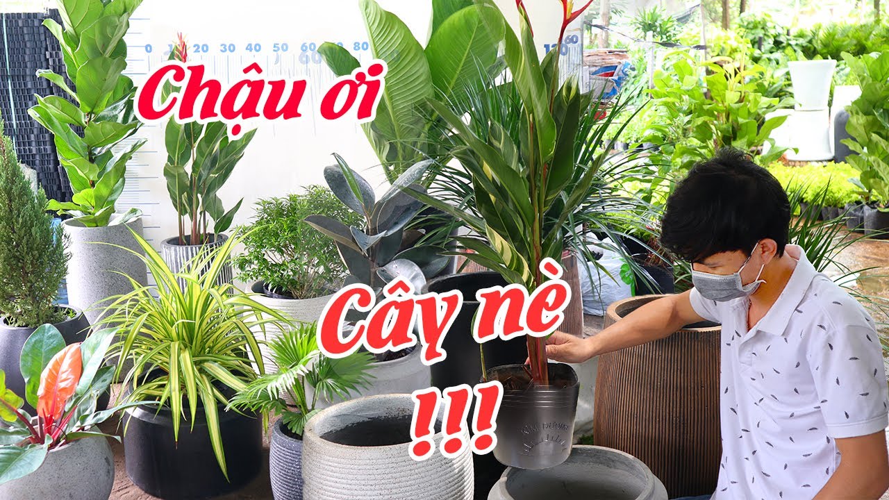 Chậu đá mài nuôi cá: Bí quyết setup cho người đam mê