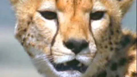 The Food Chain  Predators and Prey