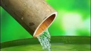 Terapi cucak ijo mini dan cucak ijo besar macet dan malas bunyi, cocok!!!