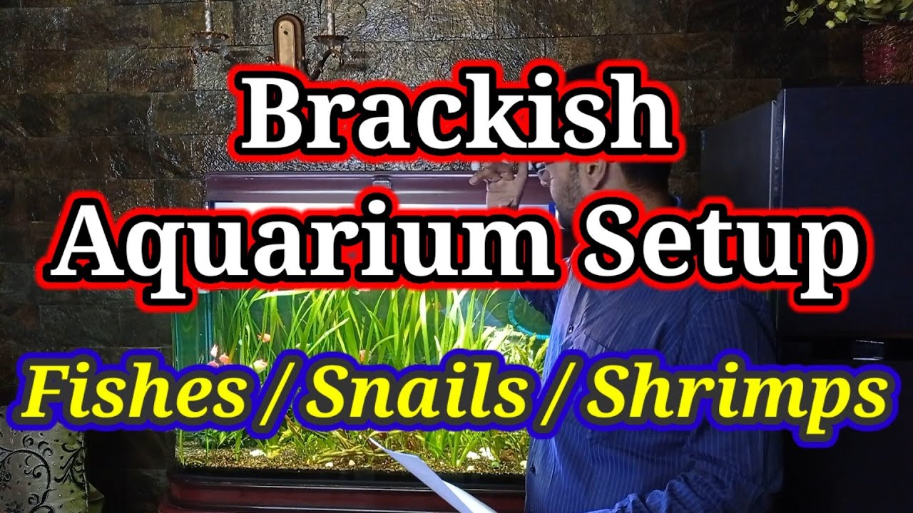 Brackish Water Aquarium / Brackish Water Fish, Snails & Plants Setup