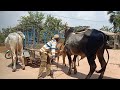 Wov..High-class cows in Samrong commune