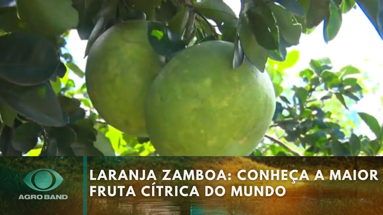 ともりん♪ Laranja Zamboa: conheça a maior fruta cítrica do mundo | Agroband