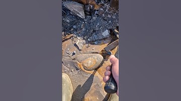 Extracting Rocks for Fossils! 👷🏻‍♂️🪨🔨 #fossilhunting #fossils #shorts #coast #rock #beach #ammonite