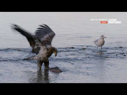Тайны Арктики - Дикий Юкон [4k] [UHDTV] [2160p] (2я часть)