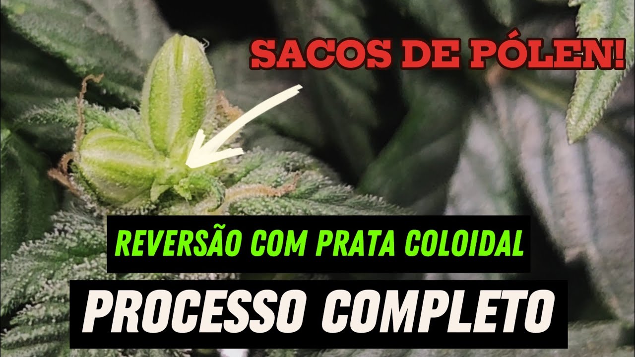 PRATA COLOIDAL - Produzindo Sementes Feminizadas