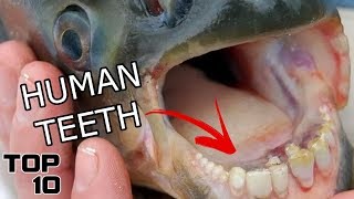 Top 10 Animals With INSANE Teeth