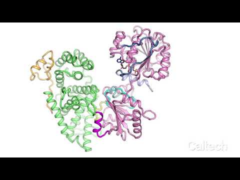 Nuclear Pore Complex Proteins in 3D