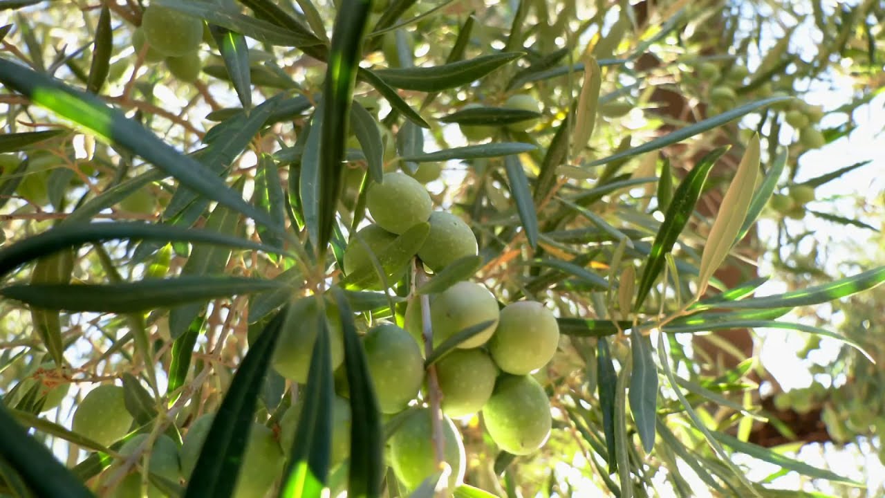 El verdeo de la aceituna Morona, en Morón de la Frontera, Sevilla