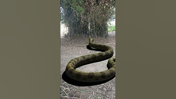 Thumbnail of Big anaconda #snake #song