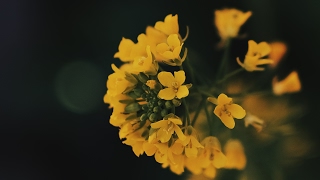 How do I edit macro flowers photos in VSCO app - Fujifilm X-T2 56mm F1.2 R screenshot 4