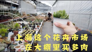 上海这个在大棚里的花卉市场，多肉植物和盆栽都很便宜，闭着眼睛买！