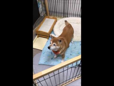 じゃがポックルってなんだ!?