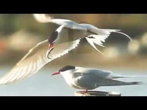 Arctic Tern Facts: 24 facts about Arctic Terns