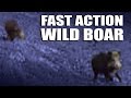 Fast Action Wild Boar