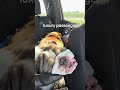 zero responsibilities 🐾 #travel #pet #bulldog