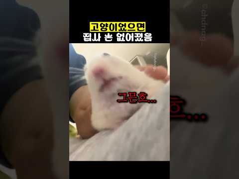 고양이었으면 집사 손 없어졌음ㅋㅋ