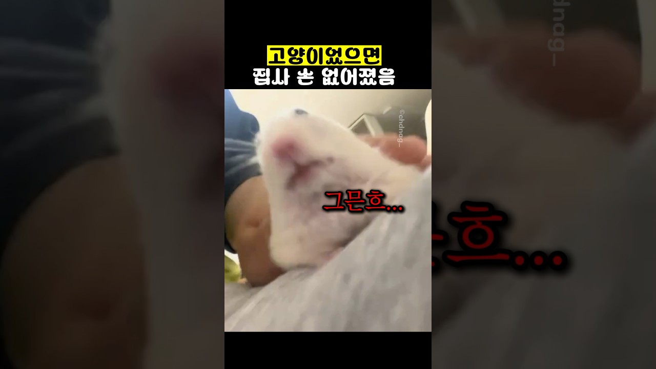 고양이었으면 집사 손 없어졌음ㅋㅋ