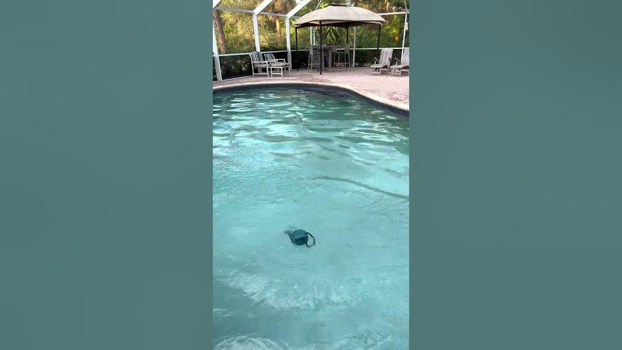 Fave Swimming Pool Gizmo shorts pools cleanwater poolchemistry