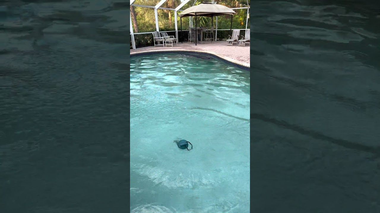 Fave Swimming Pool Gizmo #shorts #pools #cleanwater #poolchemistry