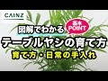 テーブルヤシの育て方 カインズ植物図鑑