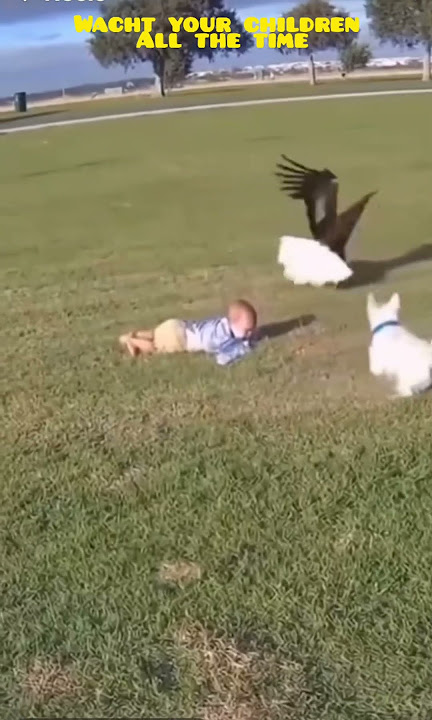 WACHT YOUR CHILDREN ALL THE TIME #dengerousbirds