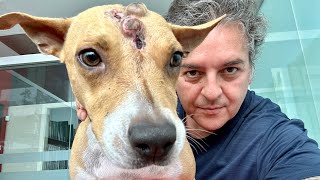 LIVE   The Future Of Animal Rescue On YouTube