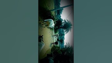 My first vlog | my first vlog video | @Rajendarsinghvlog #Shorts #video #Short #YouTube #viral