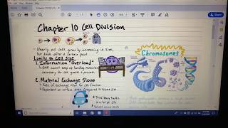 Mitosis Notes