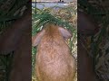 Rabbit🐰#rabbit #bunny #bunnies #rabbitlife #cute #rabbitlove #pet #bunnylife #love #pets #animals