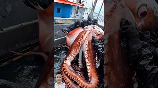 Giant Sea Monster Caught By Fishermen  giantcreatures sea fisherman squid shorts