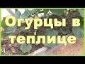 Огурцы в теплице - посадка, уход, сбор урожая