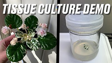How to Establish a Plant in Tissue Culture | TC Made Easy