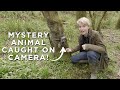Mystery Animal in the Camera Trap! Mapperton Live Episode 18
